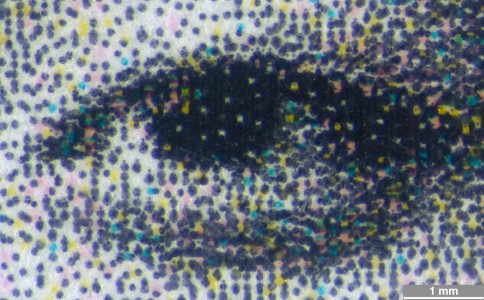 <strong>#157</strong> ⎢ <strong>Process</strong> Inkjet
⎢ <strong>Printer</strong> Tektronix Phaser 8200 (Phase-Change Piezo Drop-on-Demand)
⎢ <strong>Media</strong> unknown brand of office paper (uncoated paper)
⎢ <strong>Ink</strong> unknown (wax CMYK, pigment based)
⎢ <strong>Date</strong> 2007-02-01