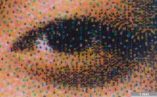 <strong>#157</strong> ⎢ <strong>Process</strong> Inkjet
⎢ <strong>Printer</strong> Tektronix Phaser 8200 (Phase-Change Piezo Drop-on-Demand)
⎢ <strong>Media</strong> unknown brand of office paper (uncoated paper)
⎢ <strong>Ink</strong> unknown (wax CMYK, pigment based)
⎢ <strong>Date</strong> 2007-02-01